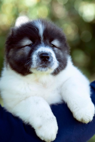 Kavkazsk� ov��k KR�SN� �t���tka