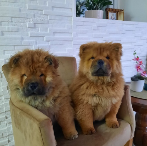 �au �au �t��ata na prodej