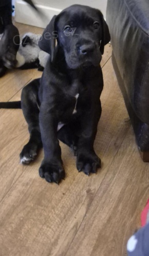 �t��ata n�meck� dogy