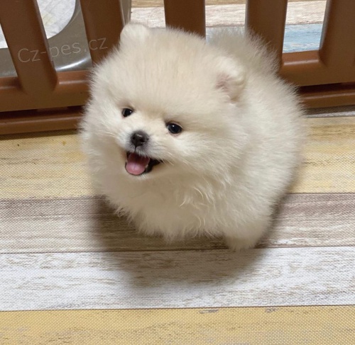 Prod�m �t��ata pomeraniana.