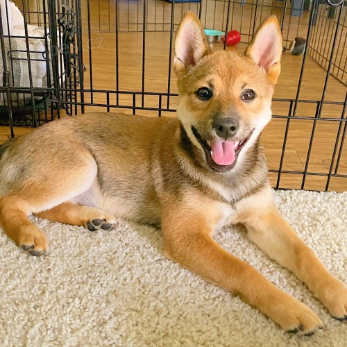 �t��ata shiba inu