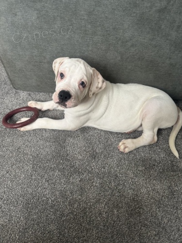 Prod�m �t��ata americk�ho buldoka.