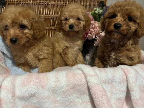 �t��ata Cavapoo