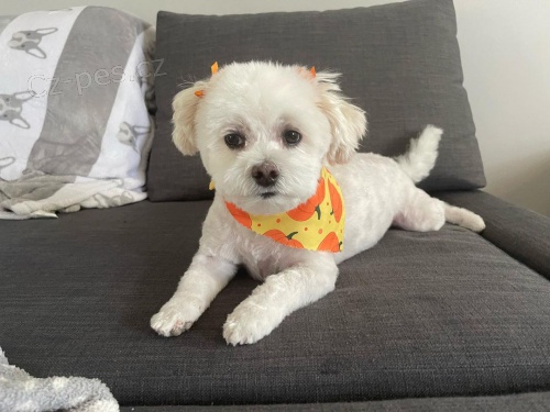 mini �t��ata havamalt.