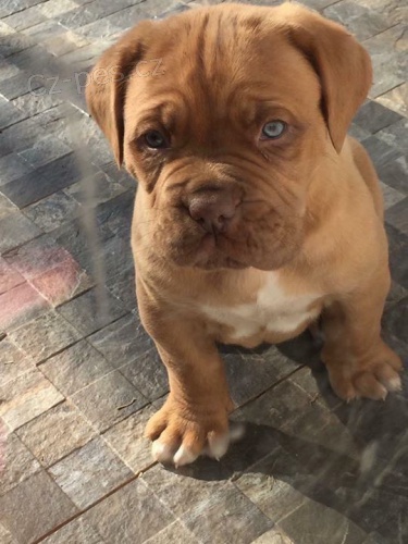 �t��ata Bordeauxsk� dogy