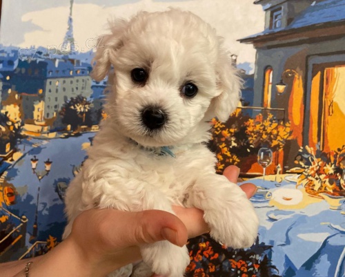 �t��ata bi�onka