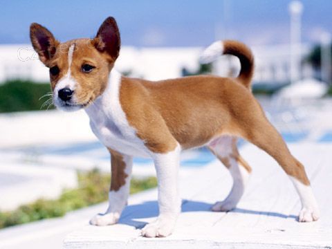 kr�sn� o�kovan� a od�erven� �t���tka Basenji