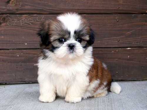 �t��ata SHIH TZU