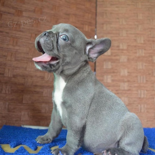 ZDRAV� a O�KOVAN� (modr�) �t��ata francouzsk�ho buldo�ka.