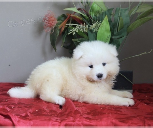 �t��ata samojeda na prodej