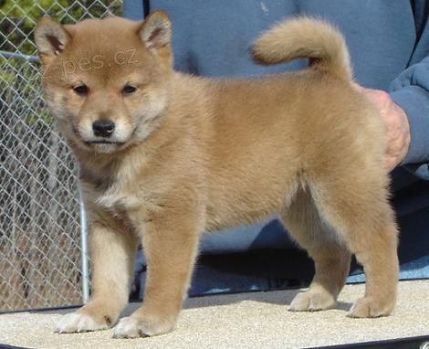 �t��ata shiba inu