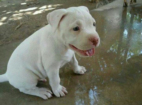 �t��ata argentinsk�ho doga.