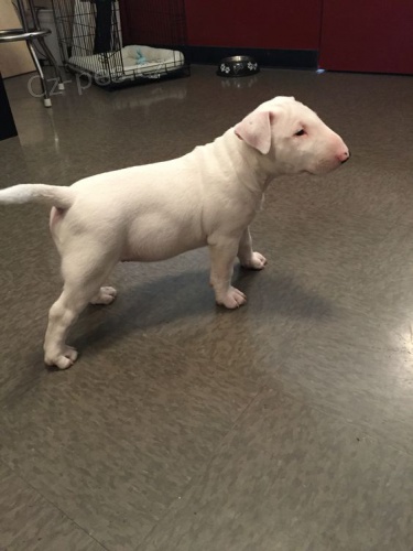 �t��ata mini anglick�ho bulteri�ra