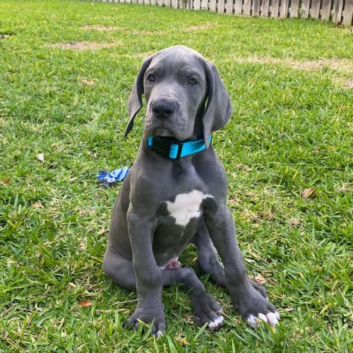 �t��ata n�meck� dogy