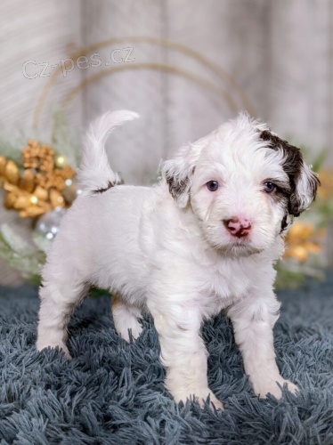 O�kovan� a od�erven� mini �t��ata portugalsk�ho vodn�ho psa k adopci