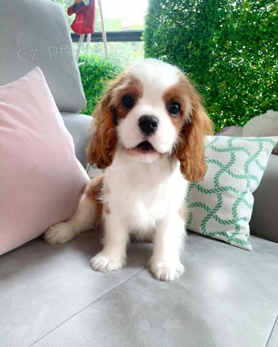 mini o�kovan� �t��ata Kaval�r King Charles Spaniel.