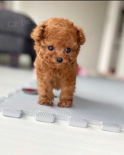 �t��ata toy pudla