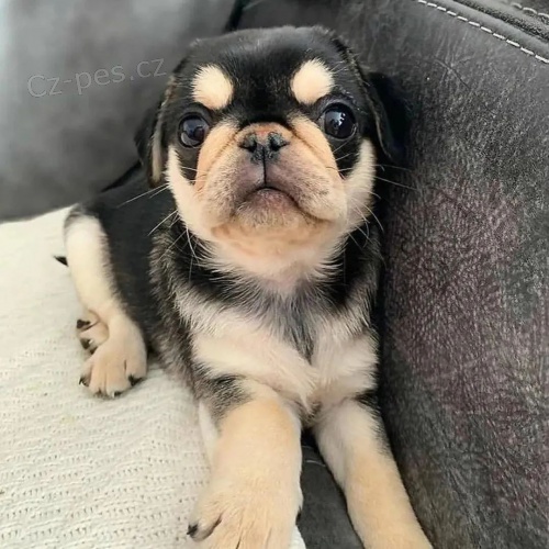 �t��ata panda mopse