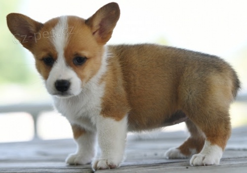 �t��ata Pembroke Welsh Corgi
