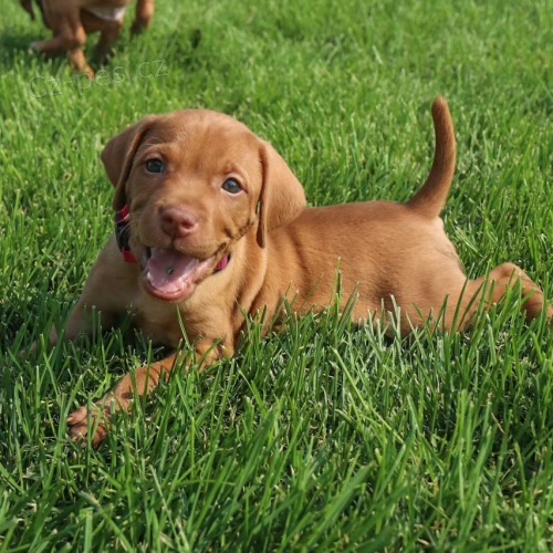 Ma�arsk� oha� kr�tkosrst�