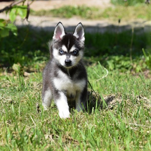 �t��ata ALASKAN KLEE KEI