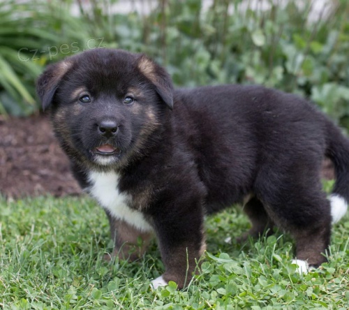 �t��ata akita inu