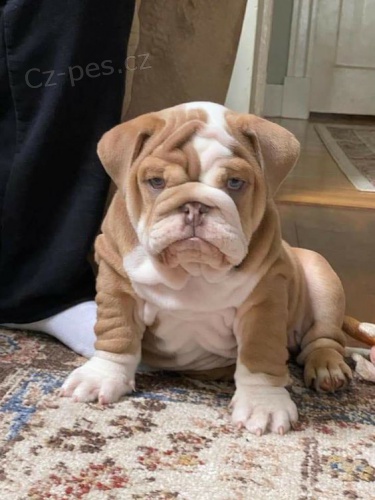 �t��ata anglick�ho buldo�ka