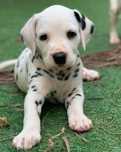 kr�sn� a zdrav� o�kovan� �t��ata dalmatin�