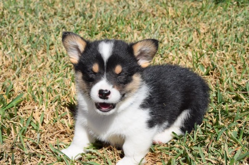 Prod�m �t��ata Pembroke Welsh Corgi