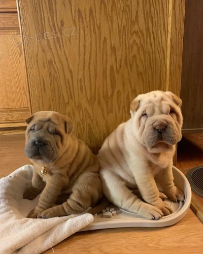 �t��ata o�kovan� shar-pei.