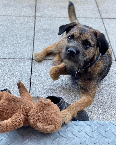 Prod�m �t��ata border teri�ra.