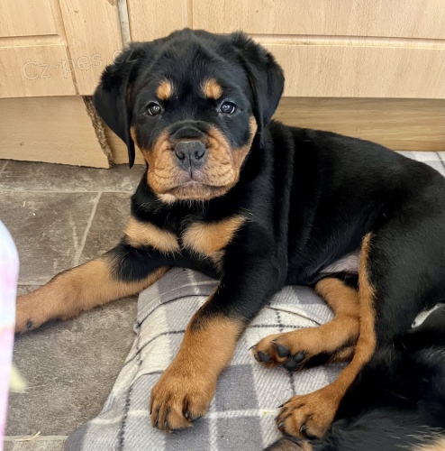 �t���tka rotvajlera.