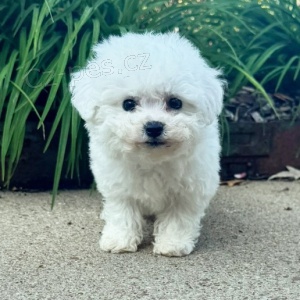 Prod�m �t��ata bi�onkov� terapie