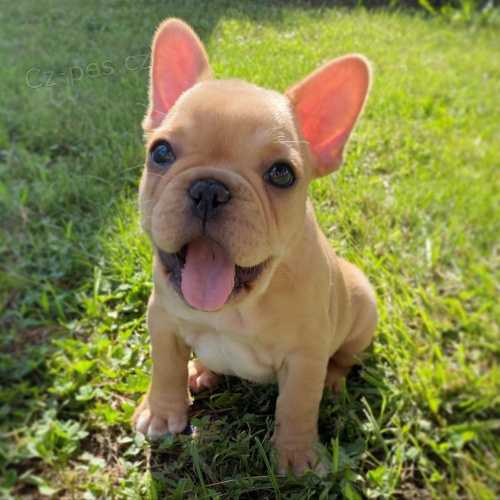 Prod�m zdrav� �t��ata francouzsk�ho buldo�ka