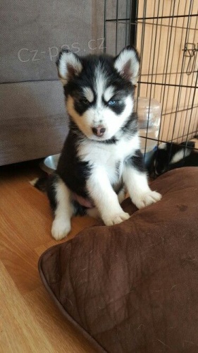 Prod�m rozko�n� �t���tka sibi�sk�ho huskyho s kr�sn�ma modr�ma o�ima.