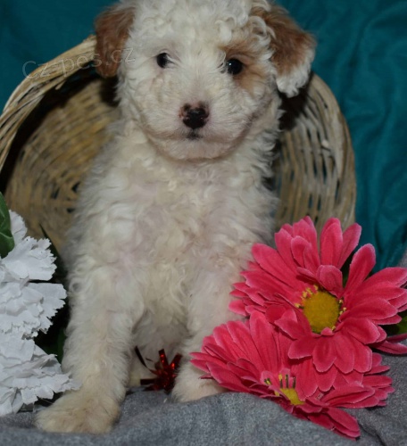 �T��ATA �ELTIPO