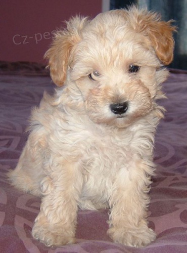 Prod�m zdrav� �t��ata Mini Schnoodle
