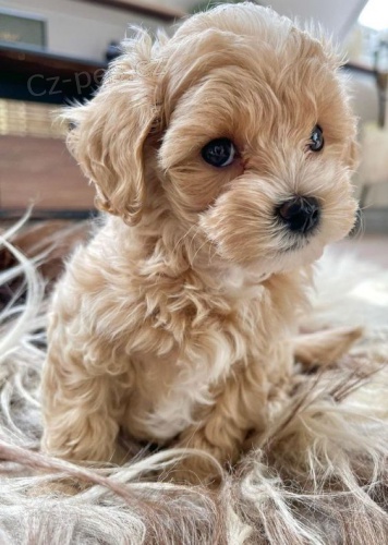 �t��ata Maltipoo