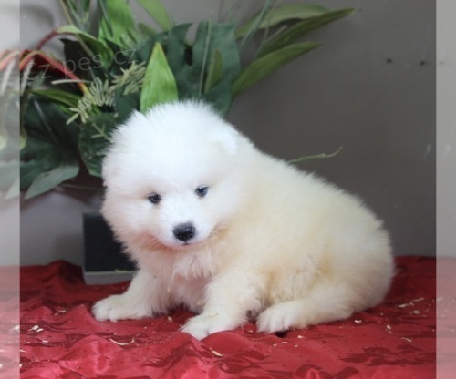 �t��ata samojeda na prodej