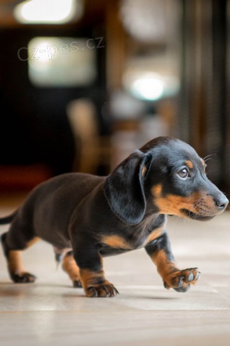 trpasli�� �t��ata hladkosrst�ho jezev��ka