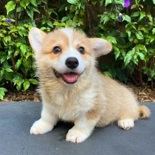 �t��ata Pembroke Welsh Corgi