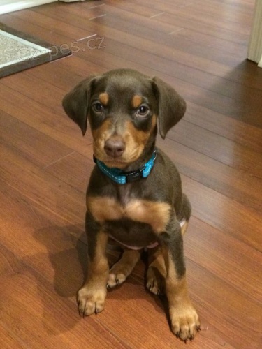 Prod�m �t��ata dobrmana.