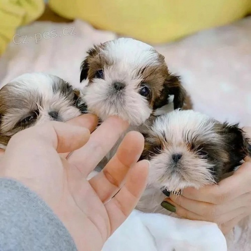 �t��ata SHIH TZU