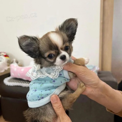 MINI �t��ata �ivavy