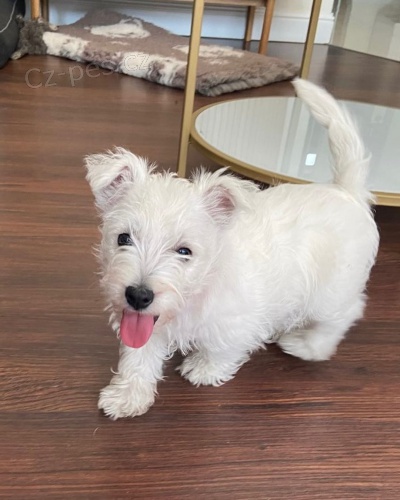 �t��ata West Highland White Terriers