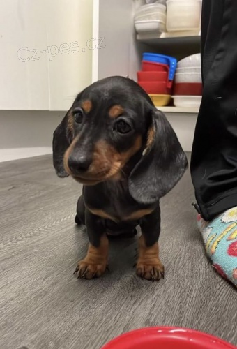 hladkosrst� �t��ata jezev��ka