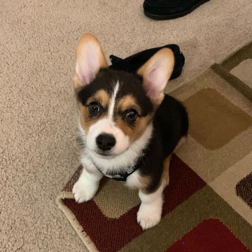 Prod�m �t��ata Pembroke Welsh Corgi