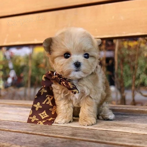 Maltipoo �t��ata