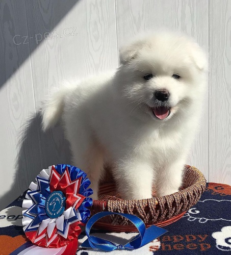 �t��ata samojeda na prodej