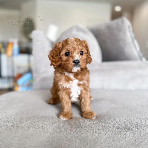 �t��ata Maltipoo